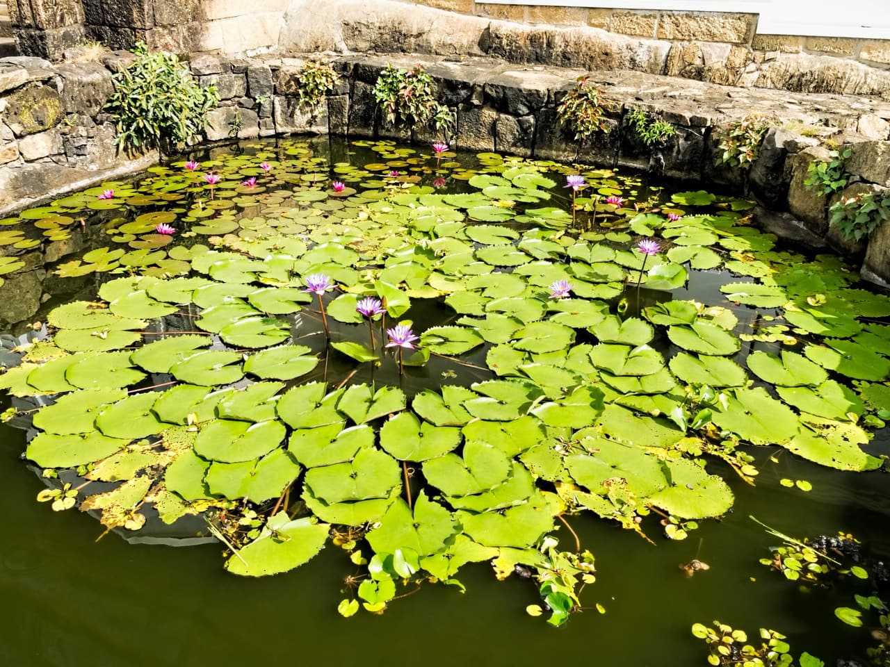 Water Lily