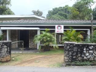 Kandy City Monkey