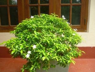 Rasika Home