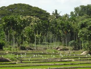 Jetwing Kaduruketha