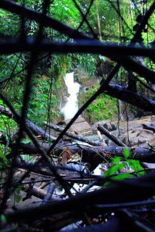 Danadhee Jungle Rest