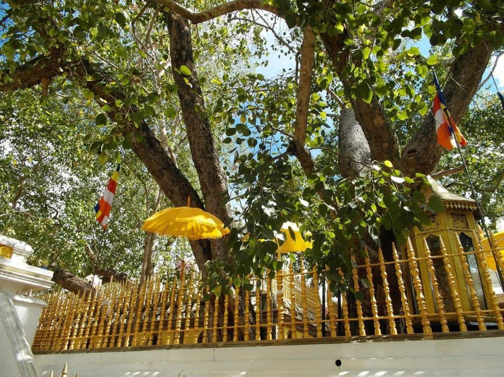 Mango Tree