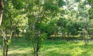 Lavish Eco Jungle