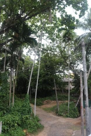Jungle Guest House