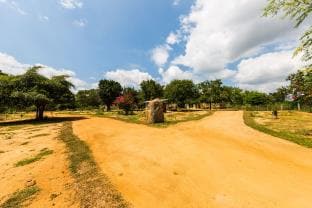 Forestville Yala