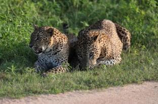 imperial yala