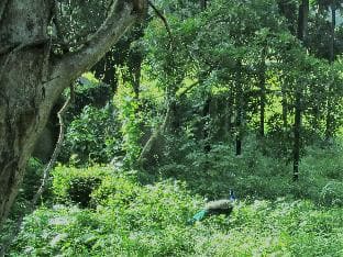 GREEN HERBAL Ayurvedic Eco-Lodge