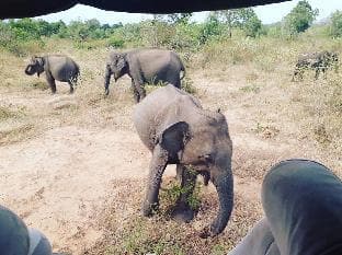 Athmankada safari resort