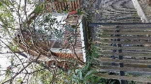 The Forest's Last Stand - Galle
