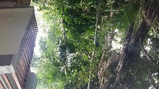 The Forest's Last Stand - Galle