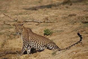 Topan Safari Camp – Yala, By The Topan Experience
