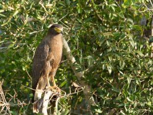 Mahoora Tented Safari Camp - Wilpattu