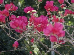 Guest House Sujatha