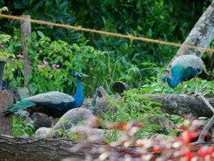 Peacock Villa